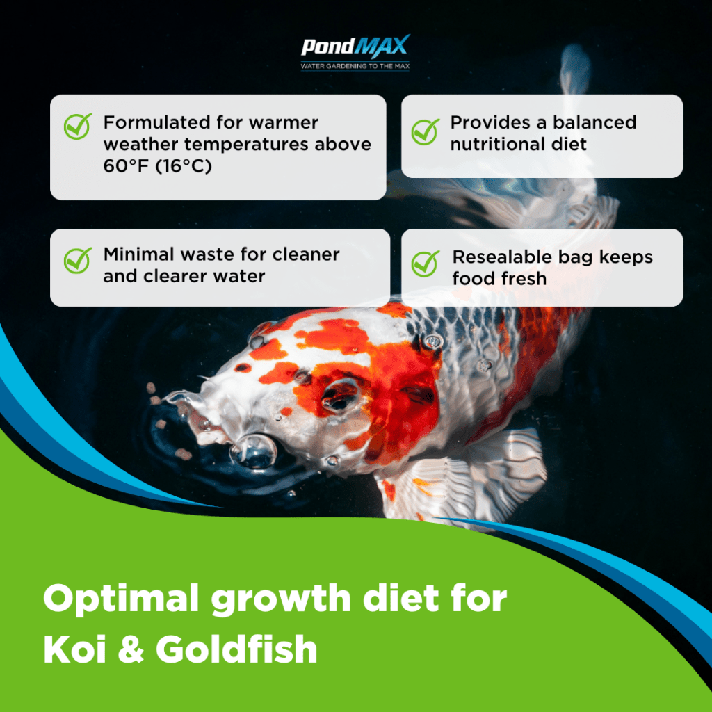 Staple Growth Fish Food