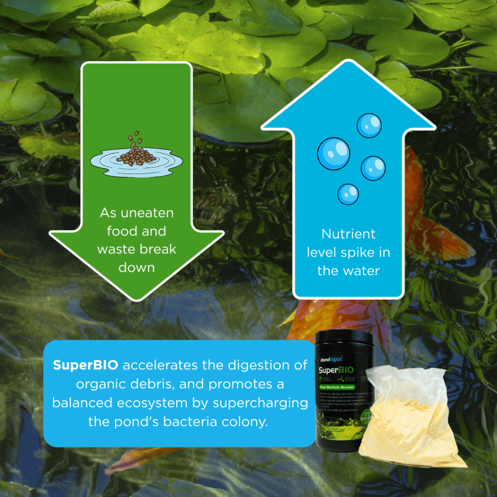 SuperBIO, Pond Bacteria Booster