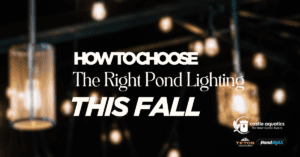 How To Choose The Right Pond Lighting This Fall & Winter