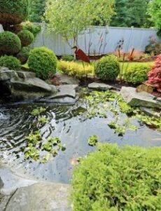 Serene garden pond with greenery using PondMAX pond supply